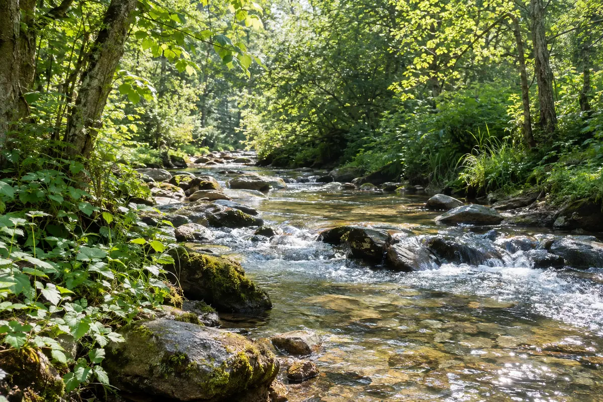 Tiszta vizű patak egy napfényes erdőben